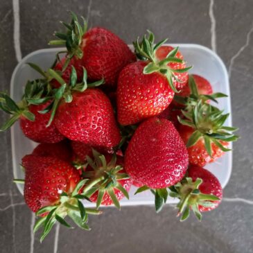 C’est la saison des fraises